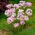 Small Flowering Roseum