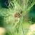 Small Flowering Hair
