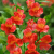Aurea Orange King