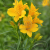 Lutea