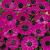 Single Sylphide
