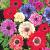 coronaria St. Brigid