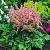 Japonica Peach Blossom