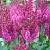 Arendsii Purple Rain