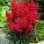 Arendsii Red