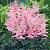 Arendsii Pink