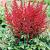 Japonica  Vesuvius