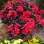 japonica Red