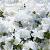 japonica White