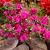 japonica Pink