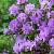 japonica Blue