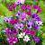 Stricta