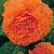 Fimbriata Orange