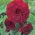 Fimbriata Red