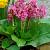 Cordifolia