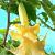 Double Angel's Yellow
