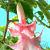 Double Angel's Pink