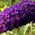 Davidii Black
