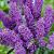 Davidii Blue
