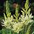 Leichtlinii Alba