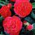 Japonica Red