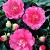 Japonica Pink
