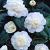 Japonica White