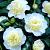 Japonica Yellow