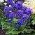 Glomerata Blue