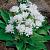 Glomerata White