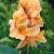 Apricot Dream