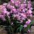 Forbesii Rosea