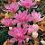 Waterlily