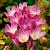 Speciosum