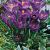 Vernus Flower Record