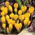 Vernus Yellow