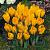 Vernus Golden Yellow