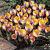 Chrysanthus Advance