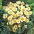 Chrysanthus Cream Beauty