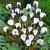 Chrysanthus Prins Claus