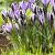 Sieberi Spring Beauty