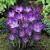 Tommasinianus Ruby Giant