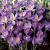 Tommasinianus Barr's Purple