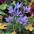 Autumnflowering Sativus Saffron