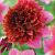 Anemone Mambo