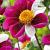Single flowering Twyning's Smartie