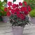 Single flowering Happy Days Cherry Red