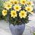 Anemone Happy Days Lemon