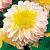 Anemone Polka