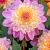 Anemone Lambada